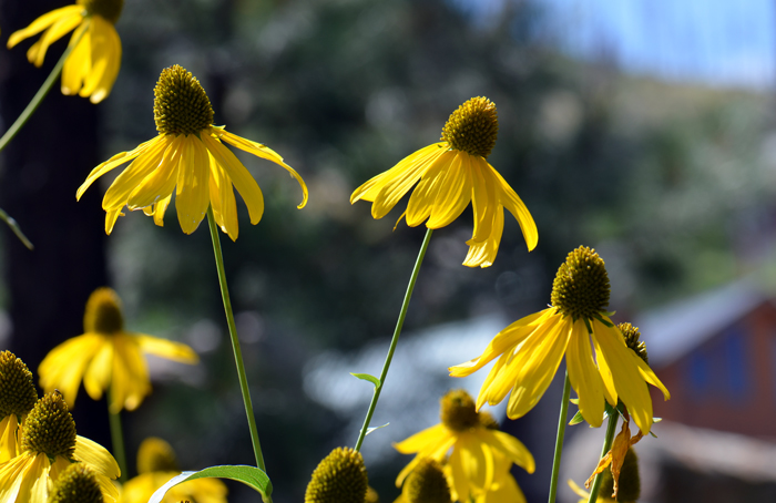 Cutleaf Coneflower blooms from July and August well into September and October. Plants prefer elevations ranging from 5,000 to 9,000 feet (1,524-2,743 m). Rudbeckia laciniata